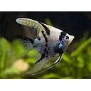 pterophyllum scalare dalmation 3-3.5cm (body)
