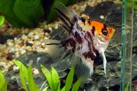 pterophyllum scalare golden head 3.5cm (body)