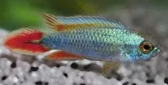 apistogramma agassizi double red 3.5-4cm