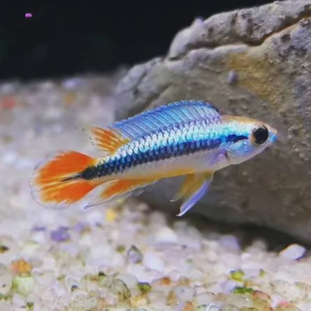 apistogramma agassizi double red 3.5-4cm