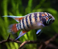 apistogramma trifasciata 3-3.5cm