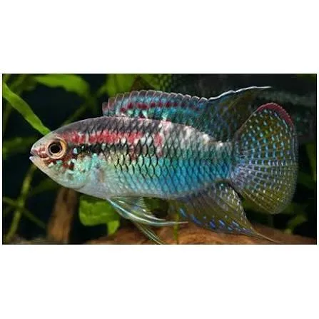 aequidens curviceps 3.5-4cm