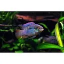 aequidens curviceps 3.5-4cm