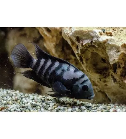 cichlasoma nigrofasciatus 4cm