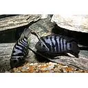 cichlasoma nigrofasciatus 4cm