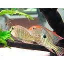 geophagus tapajos orange head 4-5cm