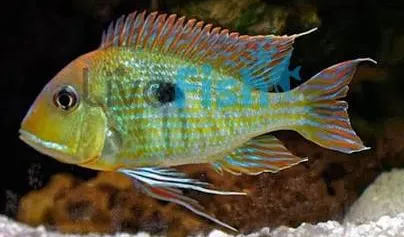 geophagus tapajos orange head 4-5cm
