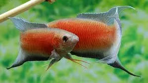 macropodus opercularis - paradise fish red 4-4.5cm