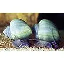 snail blue 2cm