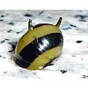 snail clithion corona spiny horn 1.5cm