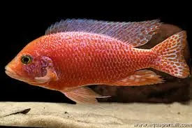 aulonocara fire fish 3-3.5cm