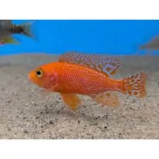 aulonocara fire fish 3-3.5cm