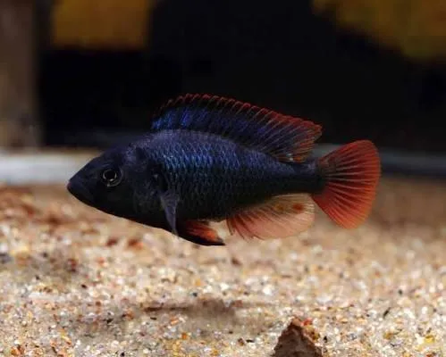astatotilapia nubila 5-6cm