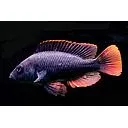 astatotilapia nubila 5-6cm