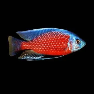 copadichromis borley 10-12cm