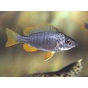 copadichromis borley 10-12cm