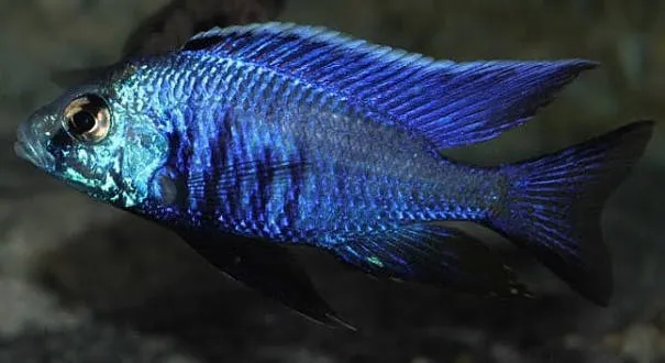 copadichromis azureurs 4-5cm