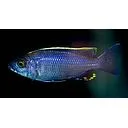 copadichromis virginalis firecrest 4-5cm
