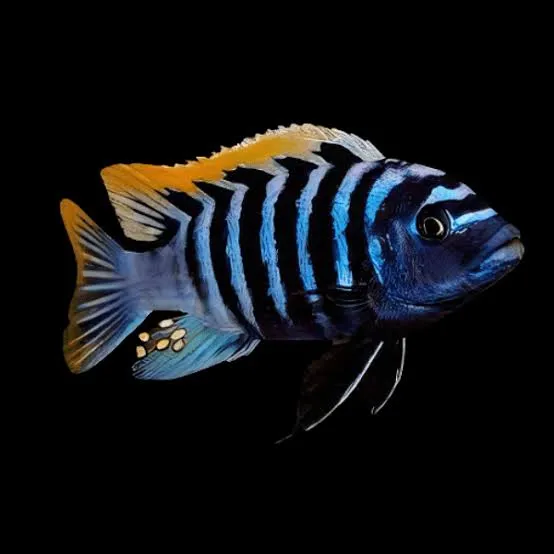cynotilapia afra red top likoma 3-3.5cm