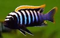 cynotilapia afra red top likoma 3-3.5cm