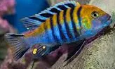 cynotilapia afra 10-12cm