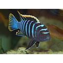 cynotilapia afra 10-12cm