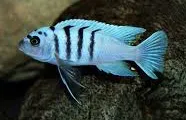 cynotilapia afra hara gallireya reef 5-6cm