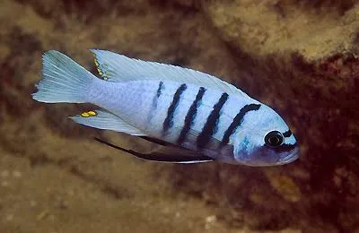 cynotilapia afra hara gallireya reef 4-5cm