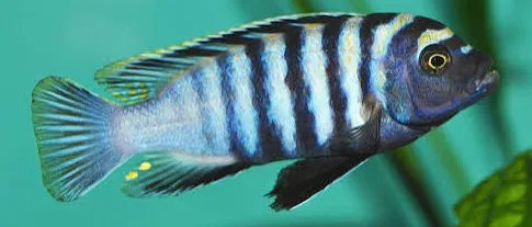 cynotilapia afra minos reef 4-5cm
