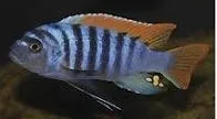 cynotilapia afra red dorsal 4.5-5cm