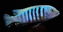 cynotilapia pulpican 10-12cm