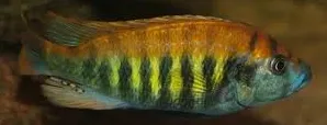 haplochromis nyererei python island 5-6cm
