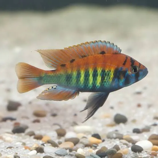 haplochromis nyererei python island 5-6cm