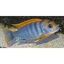 labidochromis hongi red top 3-3.5cm