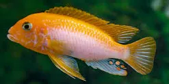 labidochromis hongi sunflower 3-3.5cm