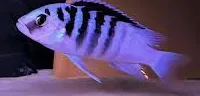labidochromis chisumulae 4-5cm