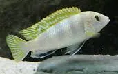 labidochromis perlmutt 3-3.5cm