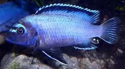 pseudotropheus membe deep 4-5cm