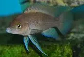 neolamprologus leleupi kavala black