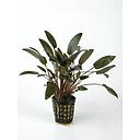 cryptocoryne species brown