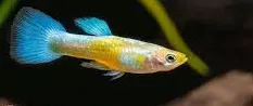 poecilia reticulata - guppy male neon golden blue 3cm