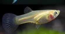 poecilia reticulata - guppy female neon golden blue 3cm