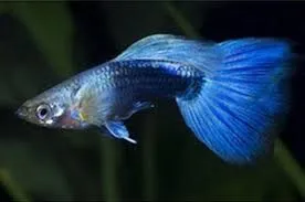 poecilia reticulata - guppy male turquoise blue 3cm