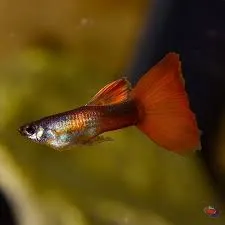 poecilia reticulata - guppy male turquoise red 3cm