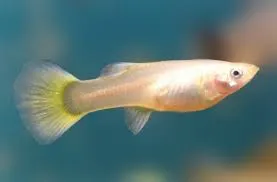 poecilia reticulata - guppy female yellow 3cm
