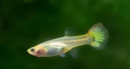 poecilia reticulata - guppy female german yellow 3cm