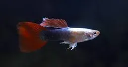 poecilia reticulata - guppy male red tuxedo platinum