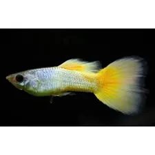 poecilia reticulata - guppy male german yellow 3cm