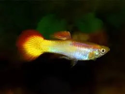 poecilia reticulata - guppy male sunset 3cm