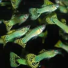 poecilia reticulata - guppy male cobra green 3cm